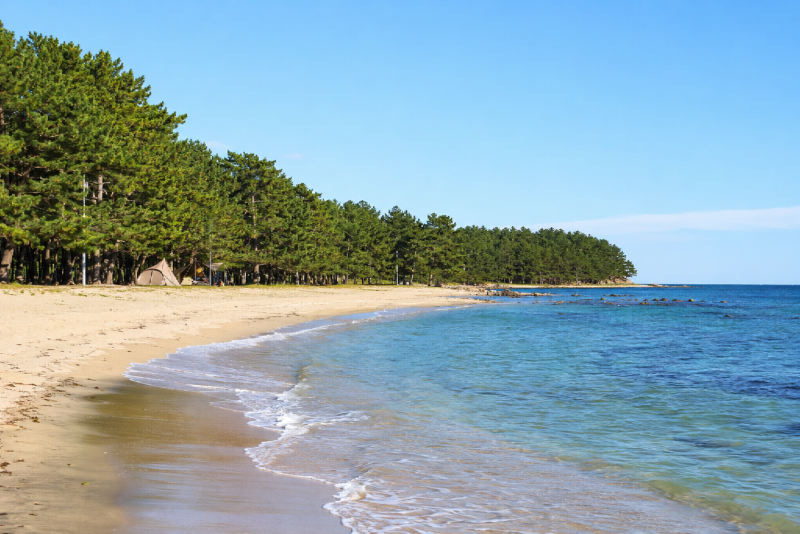 gampo-oryu-beach-pine-forest.png